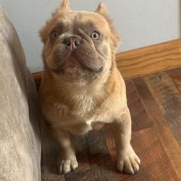 French Bulldog: Rare Fluffy Lilac-Masked Fawn with Incredible Coat in Troy, oh