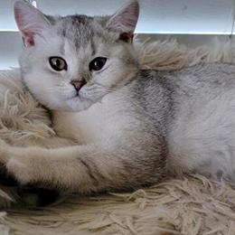 Scottish Straight Kittens Available for Rehome in San Francisco, ca