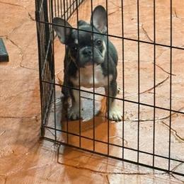 Female Puppy with AKC Paperwork Seeking New Home in Miami, fl