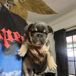 French Bulldog Puppies Looking for New Families in Miami, fl