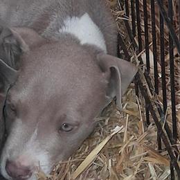 Pit Bull Puppies Looking for Good Homes in New Haven, in