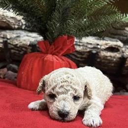 Toy Poodles for Adoption in West Plains, MO in Saint Robert, mo