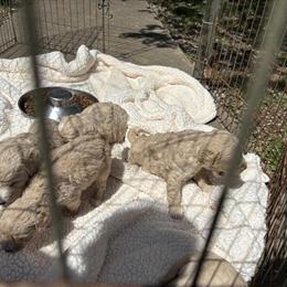 Golden Doodle Puppies Available in Columbus, oh