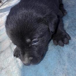 AKC Registered Labrador Retrievers Available in Maxton, nc