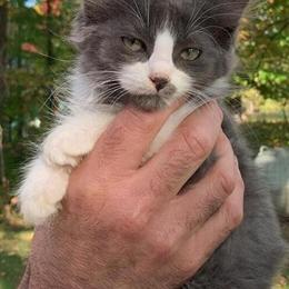 Spayed and Neutered Kittens with Rabies Vaccinations in Ogilvie, mn