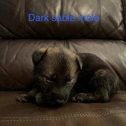AKC German Shepherd Puppies Available in Campbellsville, ky
