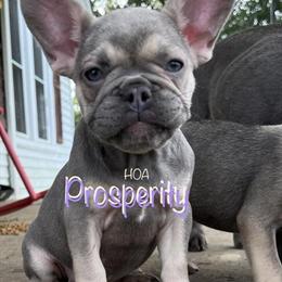 French Bulldog Puppies in Lilac, Black, Chocolate, and Fawn Colors in Hopkinsville, ky