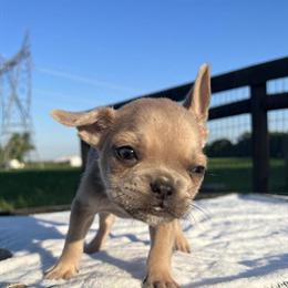 Tiny Lilac Fawn French Bulldog Boy Available in Hopkinsville, ky