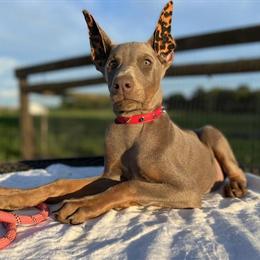 Fawn Doberman Looking for a Best Friend in Hopkinsville, ky
