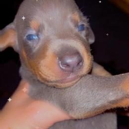 Doberman Puppies Available - AKC Registered in Spring Hill, fl