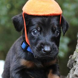 Doberman puppies ready for new homes on October 28 in Spring Hill, fl