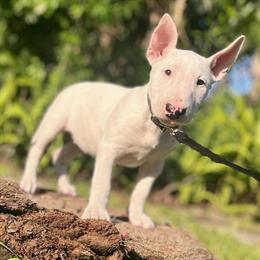 Male Bull Terrier Ready for Adoption in Orlando, fl