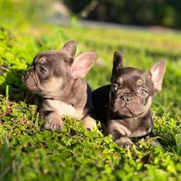 French Bulldog Puppies Available in Orlando, fl