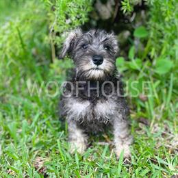 Male Schnauzer Puppy for Sale in Orlando, fl