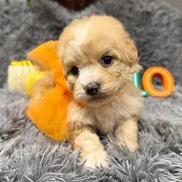 Poodle Puppies – Hypoallergenic and Friendly in Houston, tx