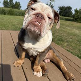 English Bulldog Stud Service Available in Ann Arbor, mi