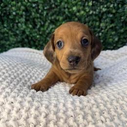 Miniature Dachshund Puppies Ready for New Homes in Ann Arbor, mi