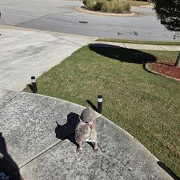 Male French Bulldog Available in McDonough, ga