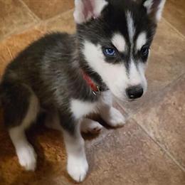 Husky puppies available for adoption in Chester, va