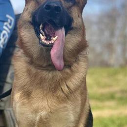 Proven AKC German Shepherd Stud Available in Hickory, nc