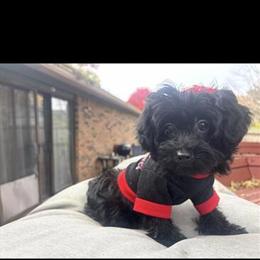 Female Yorkiepoo Ready for Forever Home in Indianapolis, in