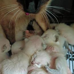 Siamese Kittens Ready for Adoption in Springfield, MA in Springfield, ma