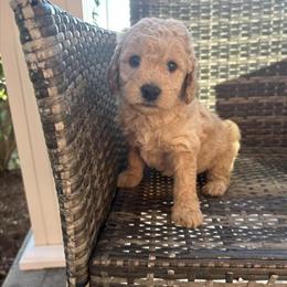 Mini Goldendoodle Looking for a Loving Home in Montgomery, in