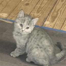 Scottish Fold Kittens for Adoption in Philadelphia, pa