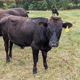 Wagyu Bull Available from Organic Farm in Omaha, ne