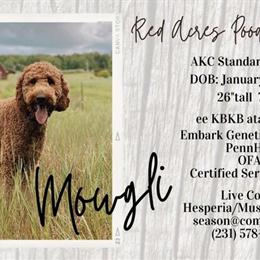 Standard Poodle Studs Available - Mowgli, Finn, and Milo in Hesperia, mi