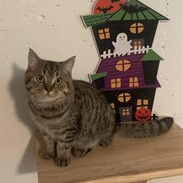 Scottish Straight Cat for Adoption in Philadelphia, pa