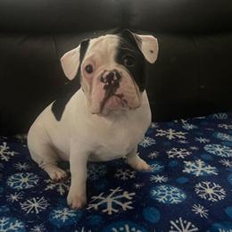 French Bulldog Looking for a Loving Home in Cincinnati, oh