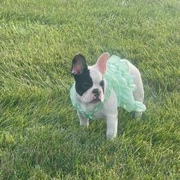 French Bulldog Puppies Looking for Loving Homes in Cincinnati, oh