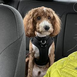 Mini Goldendoodle Stud Available for Breeding in Midland, mi