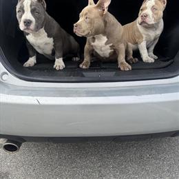 American Bully Puppies Available in Portsmouth, va