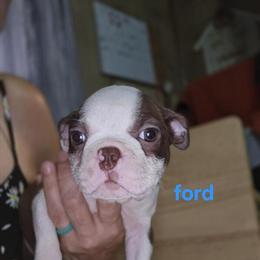 Boston Terriers Available - 7 Puppies Looking for Homes in Columbus, in