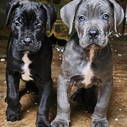 Cane Corso Puppies from Champion Bloodline in Lutz, fl