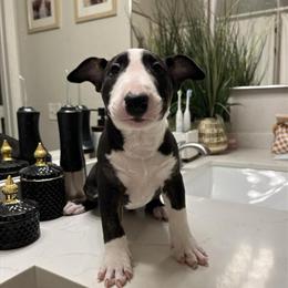 Bull Terrier Puppies - All Females, 8 Weeks Old in Phoenix, az