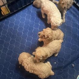 Mini Poodle Puppies Available in Courtland, VA in Franklin, va