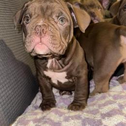 Female American Bullies Available for Adoption in West Milford, nj