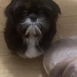 Purebred Shih Tzu Puppies Available in Poulsbo, wa