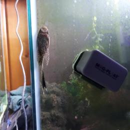 Bristlenose Plecos for Sale - Male Albino Longfin in Tiffin, oh