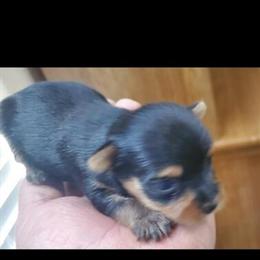 Yorkshire Terrier puppies available, male and female in Fontana, ca