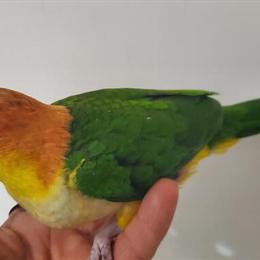 Baby Caique Parrot for Sale - Weaned and Tamed in Fontana, ca