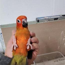 Red Factor Sun Conure Baby for Adoption in Fontana, ca