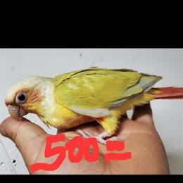Pineapple Conures for Sale - Tamed and Hand-Fed in Fontana, ca