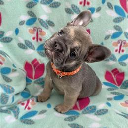 AKC French Bulldog Puppies with Papers Ready for New Homes in Roseville, mi