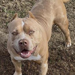 American Bully Stud Service or Buyout Available in Friendship, tn