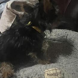 Yorkshire Terrier Puppies Available in New Haven, ct