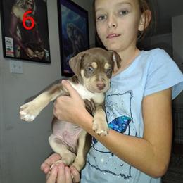 Pit Bull Puppies Available in Denver, co